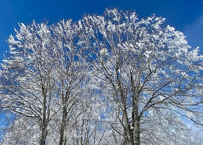 Snow Horizon